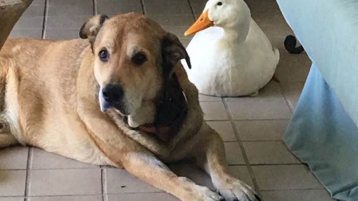 Un pato alegra a un perro que estaba triste desde que su mejor amigo murió