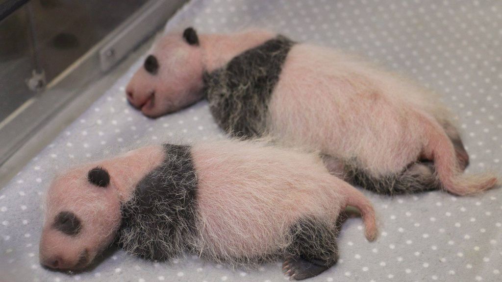 Osos panda gemelos nacidos en Toronto
