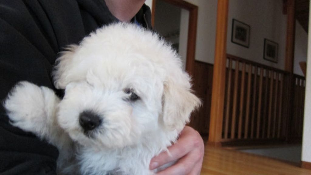 Zuckerberg tiene corazón y un perrito (del que es fan)