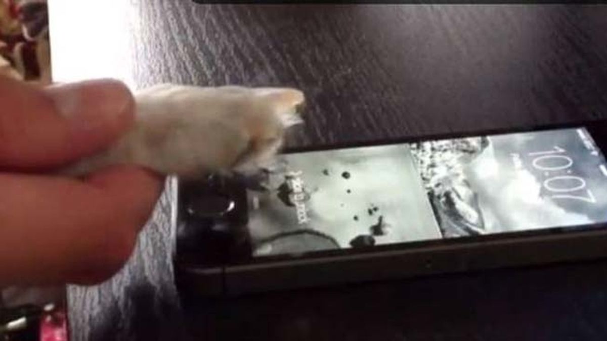 Sensor de huellas del nuevo iPhone funciona también con perros y gatos