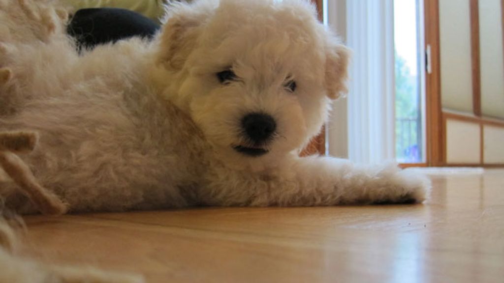 Zuckerberg tiene corazón y un perrito (del que es fan)