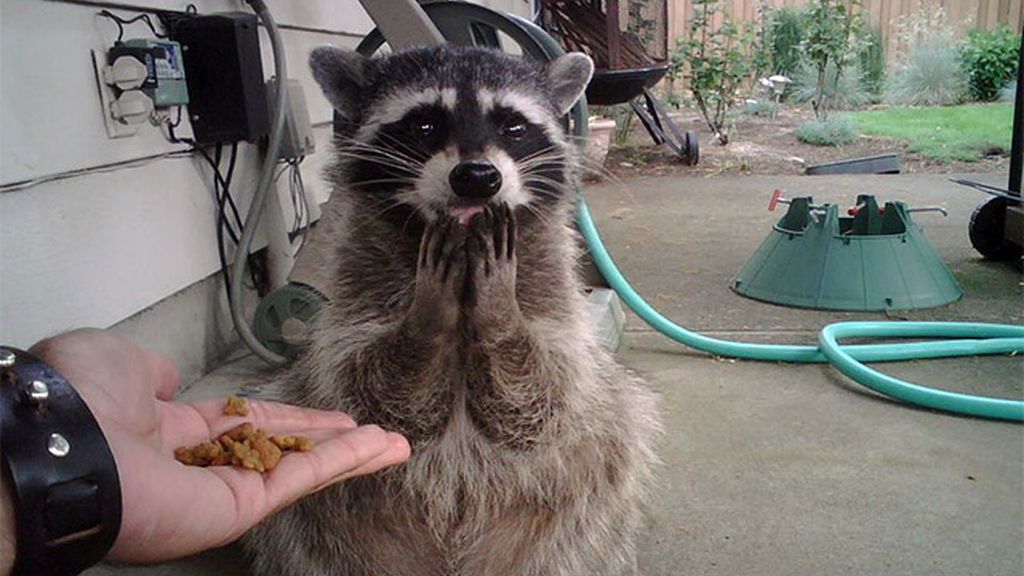 Divertidas mascotas con ganas de comer