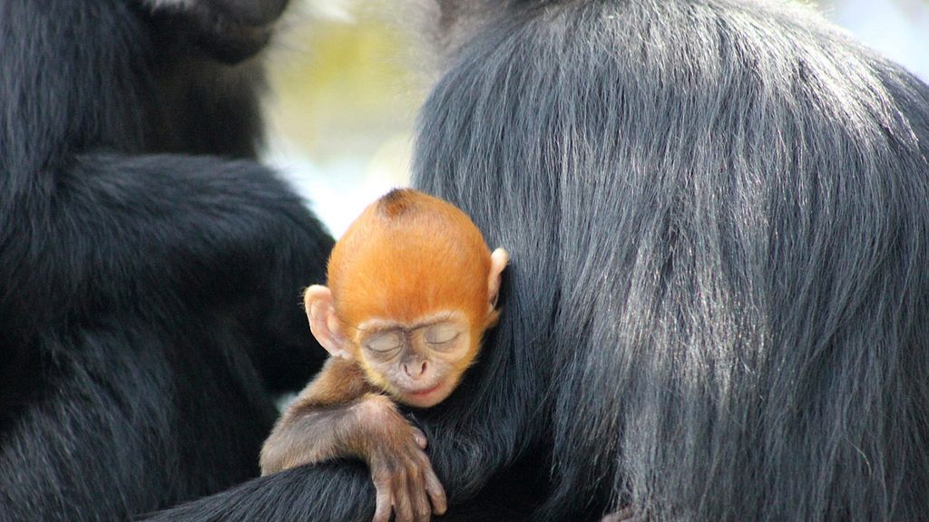 Una cría de Langur, uno de los monos más raros, nacida en Australia