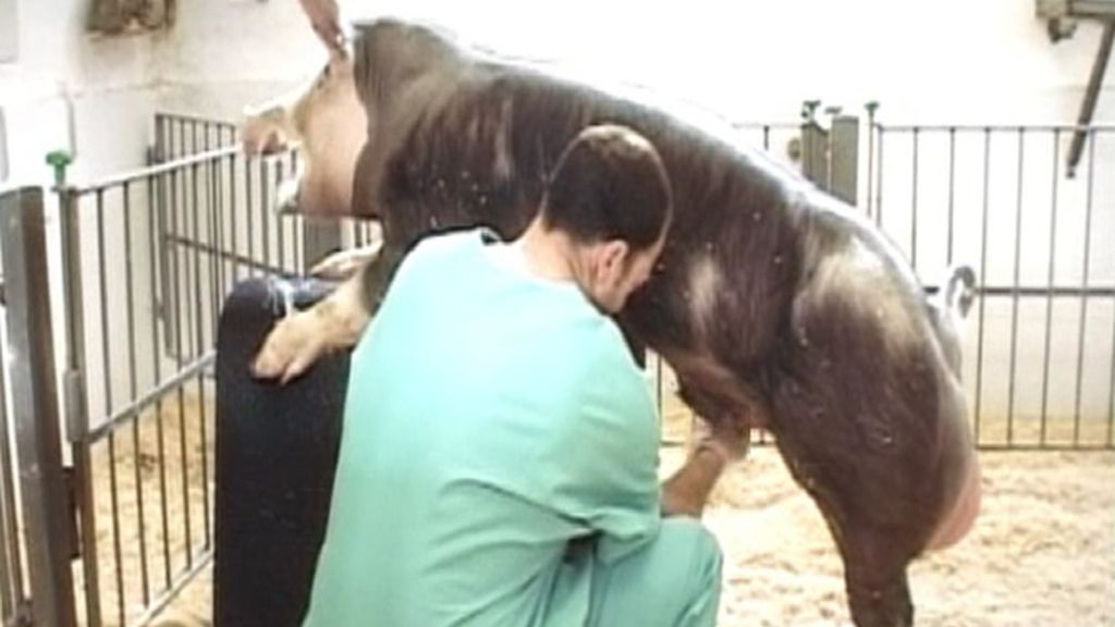 ¿Sabemos lo que comemos?: Cerdos sementales