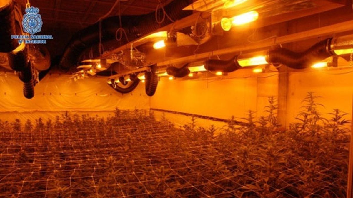 Desmantelados seis cultivos en viviendas con 3.400 plantas de marihuana