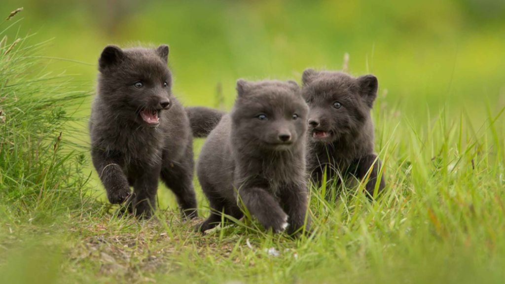 Los pequeños juegan y se divierten en Islandia