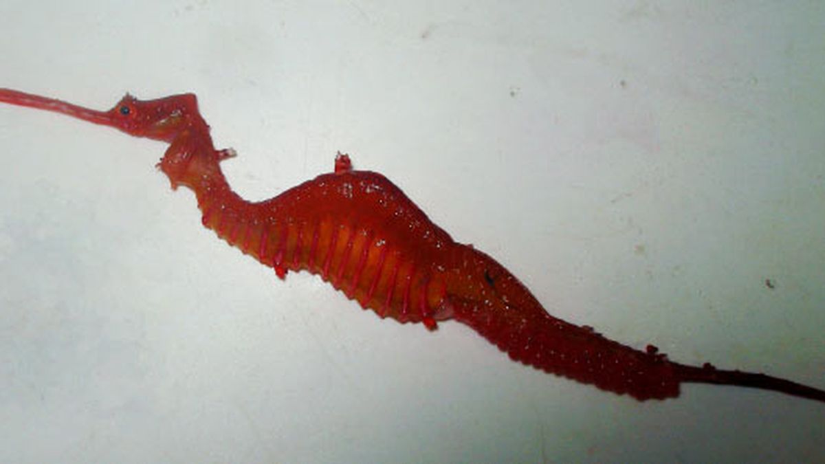'Phyllopteryx dewysea', caballito de mar rubí