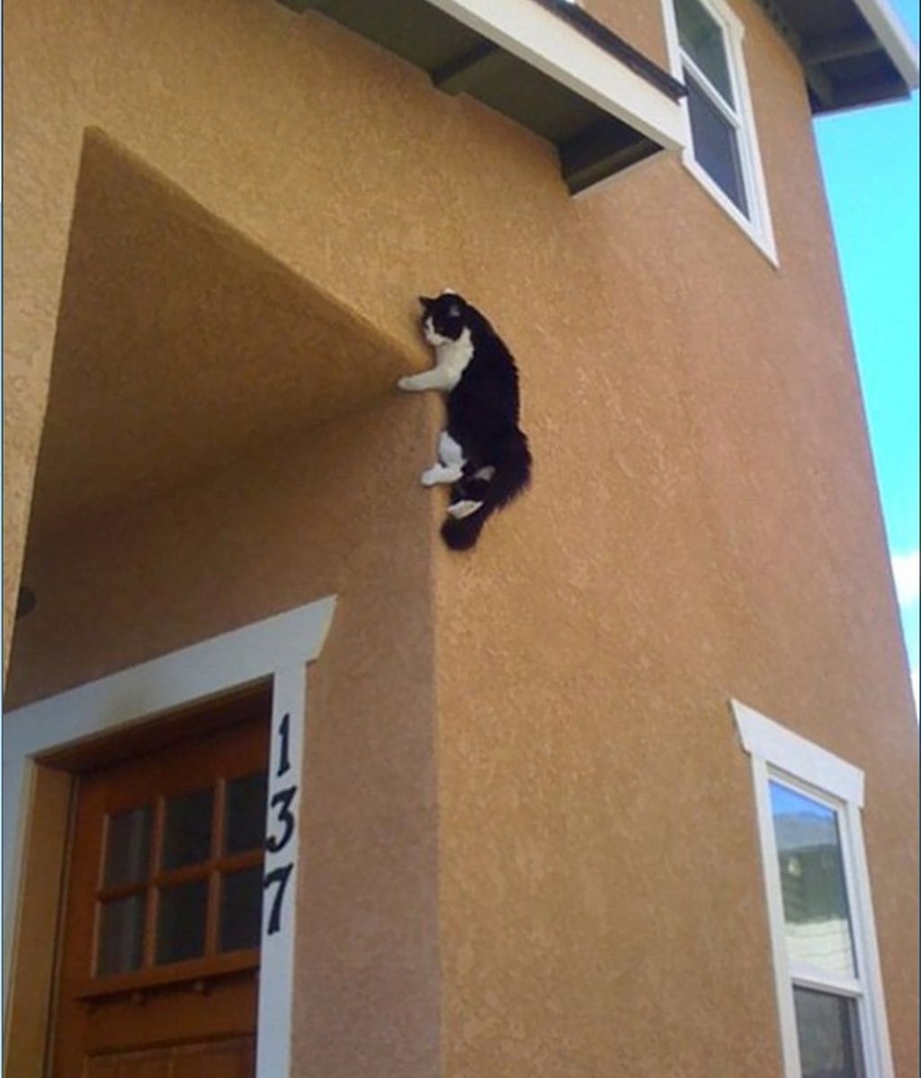 Este pequeño gato tiene un largo viaje hacia abajo
