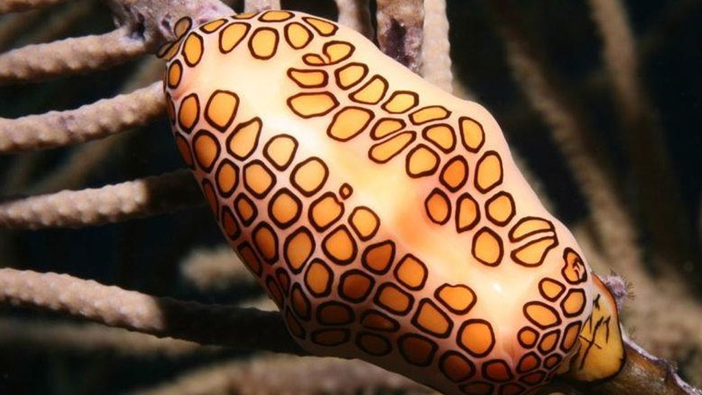 Las criaturas más terroríficas del océano