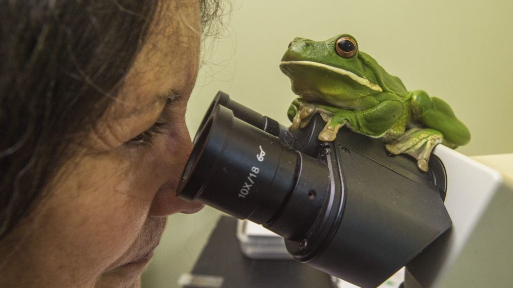 Hospital de ranas cairns, en Australia