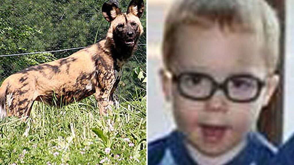 El pequeño se cayó por accidente en la jaula de los perros salvajes