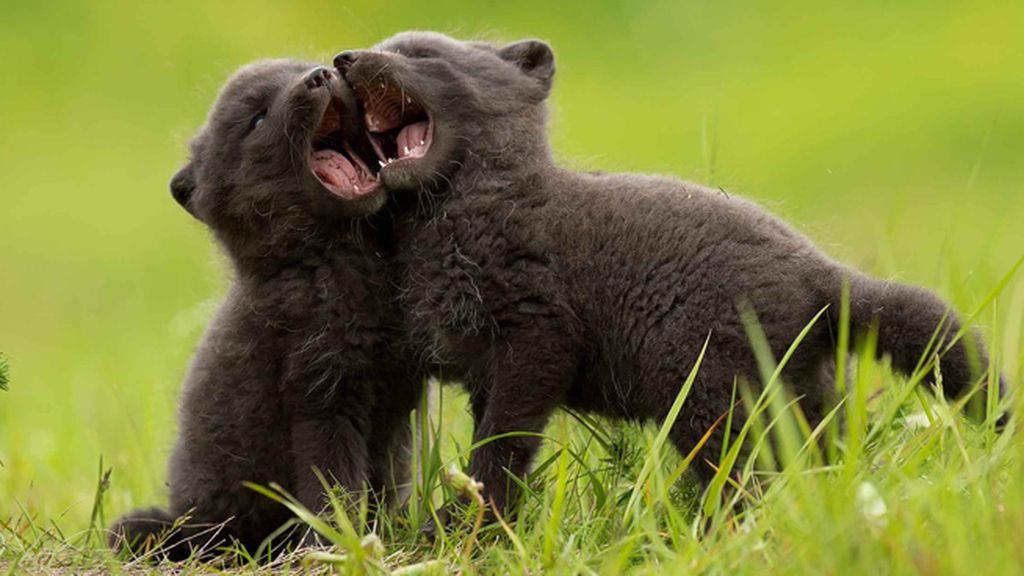 Los pequeños juegan y se divierten en Islandia