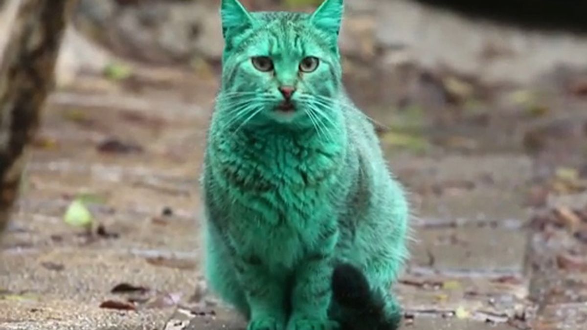 El misterioso gato verde