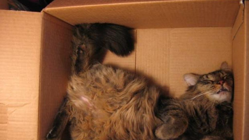 Cualquier lugar y momento es bueno para echar un sueño reparador