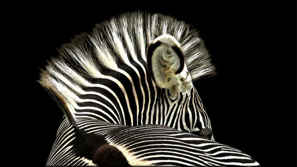 Ganadora en la categoría Raros y Hermosos, por Sally Kilpin