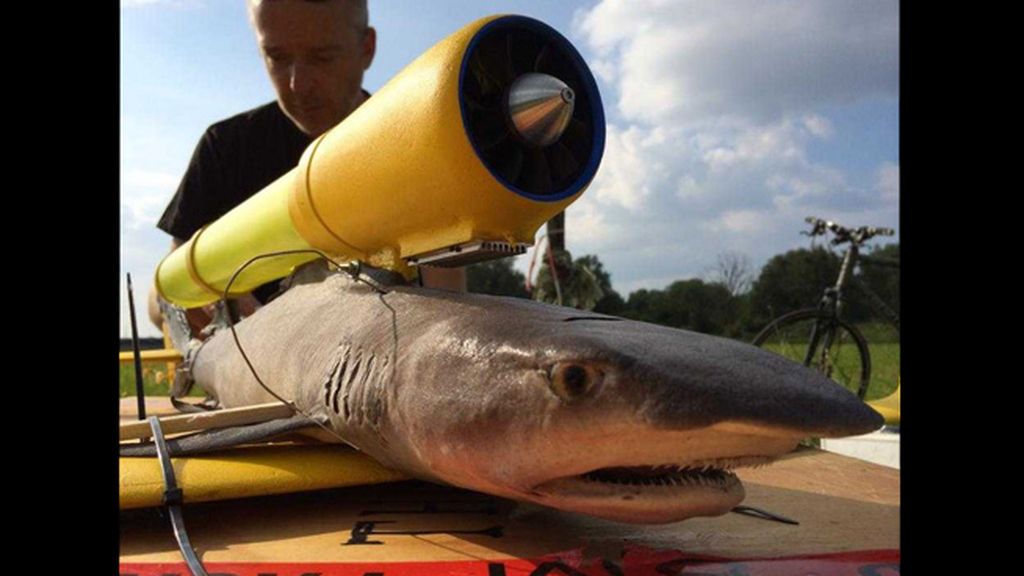 La 'animalista' afición que une taxidermia y drones