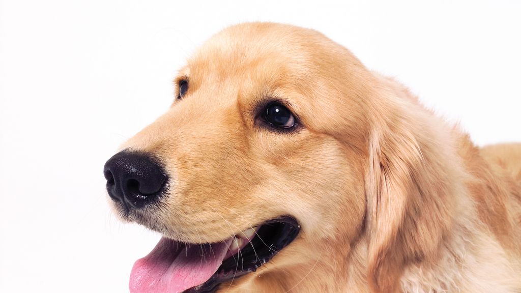 Mascota Mascota