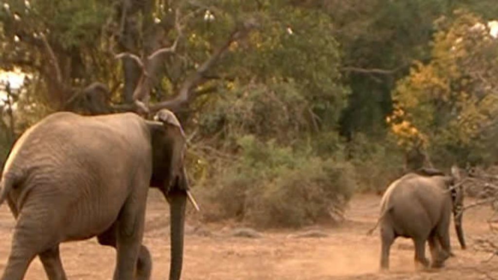 En Tanzania puedes ver elefantes en su habitat