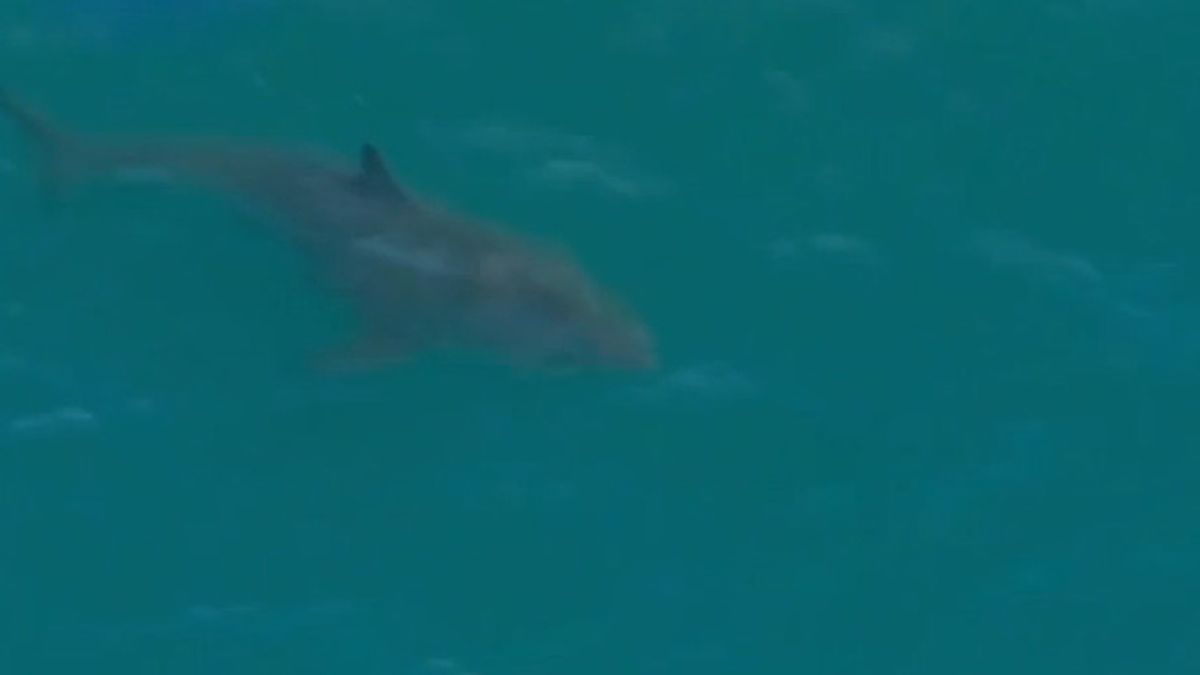 Máxima alerta en la costa de Perth por la presencia de un enorme tiburón blanco