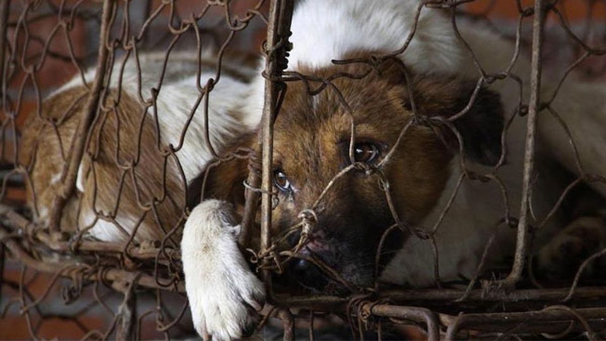 Cierran un matadero y 33 comercios de perros y gatos en China