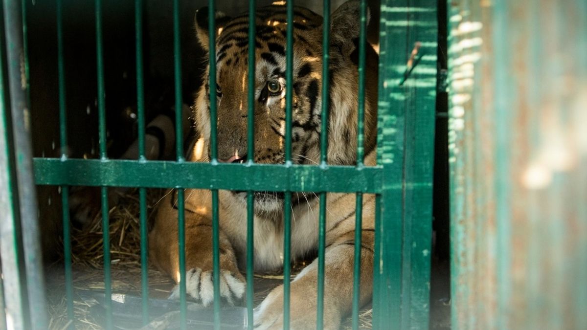 Laziz, un tigre de bengala, es rescatado del “peor zoo del mundo”