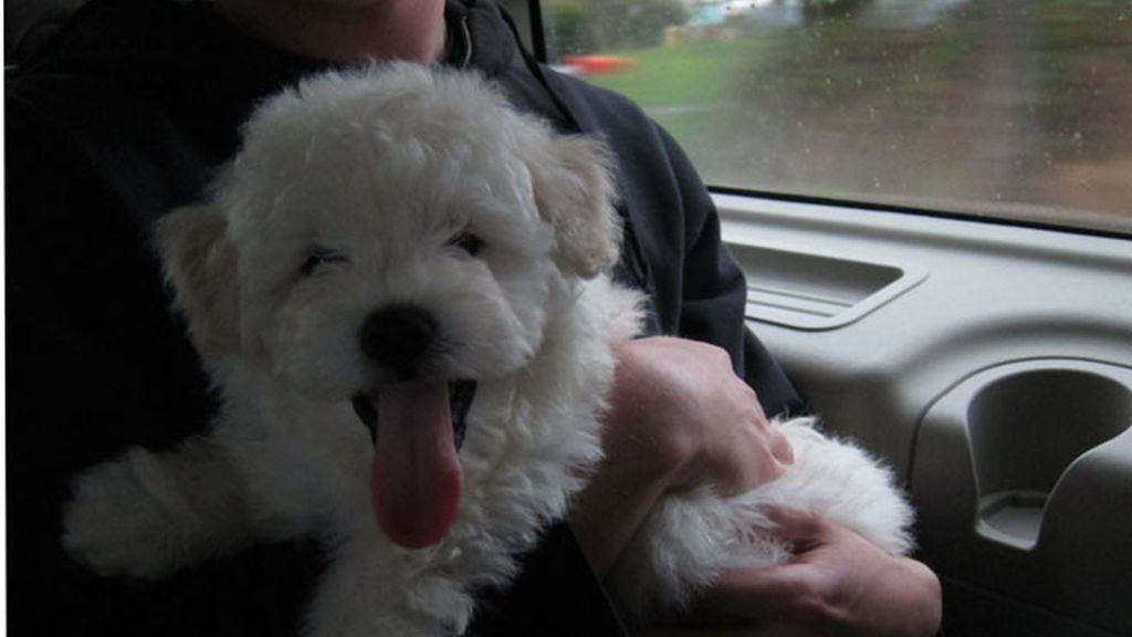Zuckerberg tiene corazón y un perrito (del que es fan)