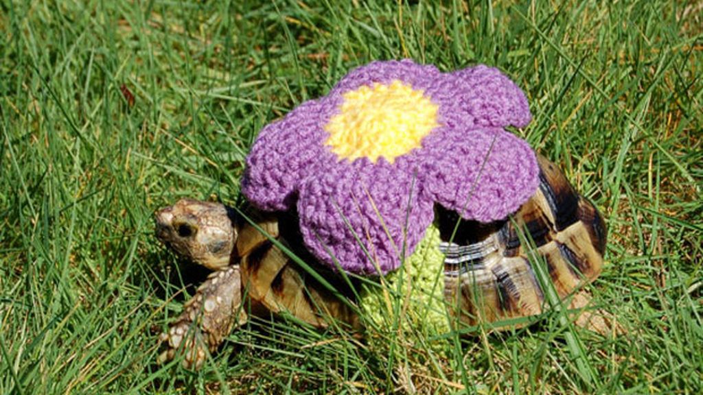Las tortugas y sus trajes de ganchillo