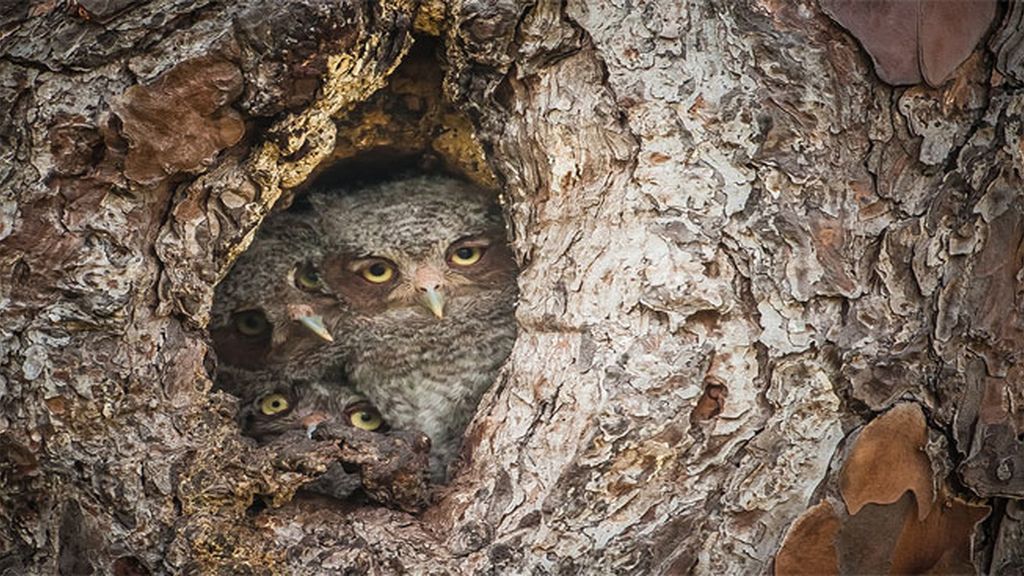 Las imágenes más divertidas del reino animal de 2015