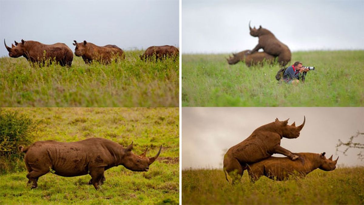 Greg Armfield, rinocerontes