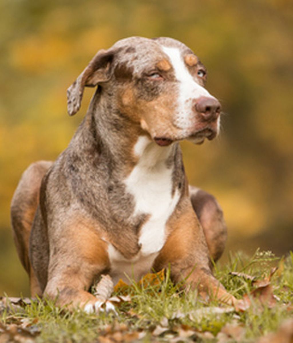 Catahoula cur