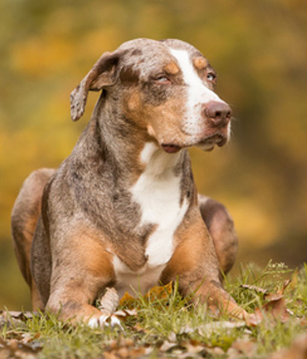 Las nueve razas de perro más curiosas