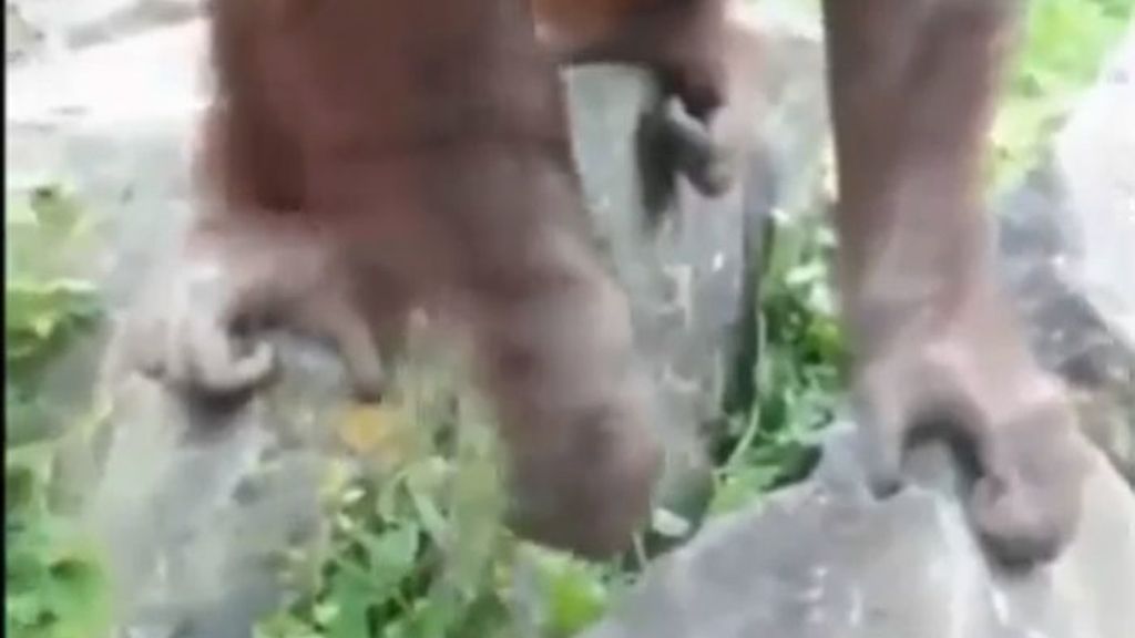 El orangután que salvó al pajarito