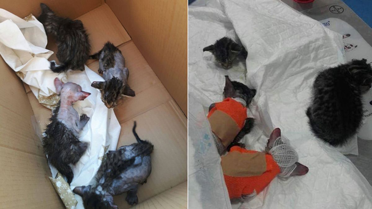 Detenido por quemar vivos a una camada de gatos en Alicante