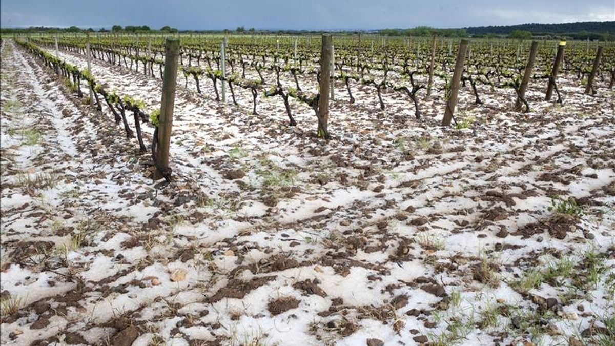 Una tormenta de granizo en Girona daña 150 hectáreas de cultivos