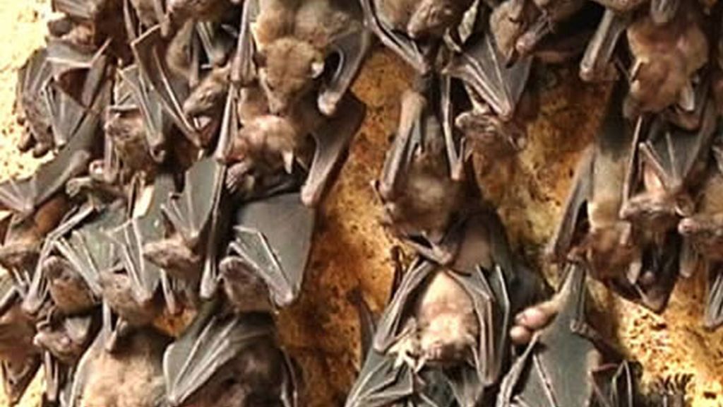 Murciélagos en Bali