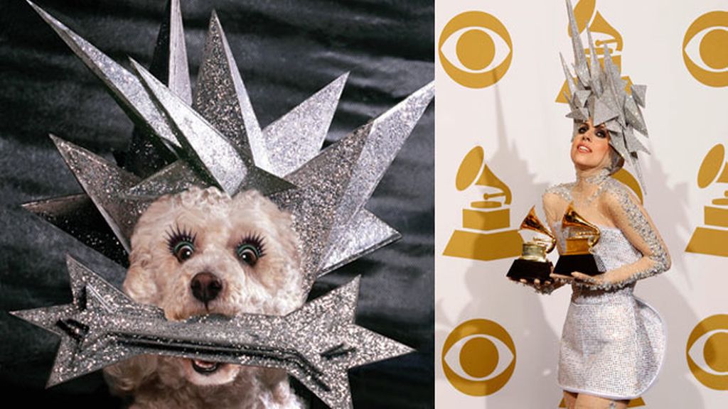 El caniche Max a lo 'Lady Gaga'