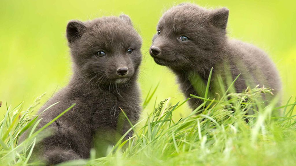 Los pequeños juegan y se divierten en Islandia