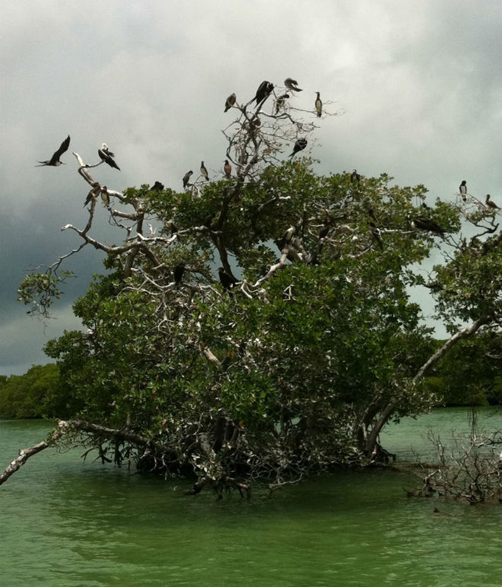 a manglares pájaros