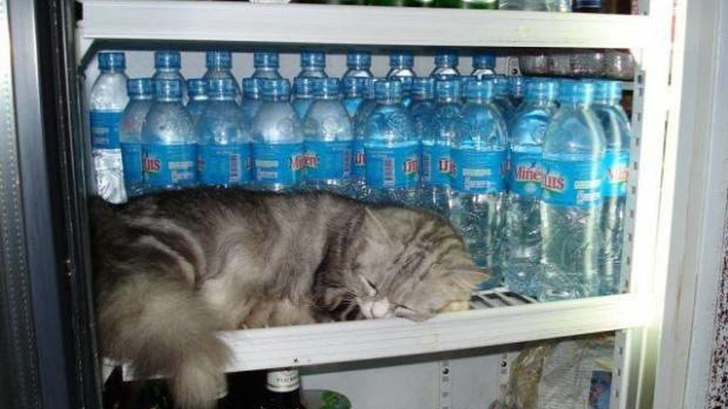 Cualquier lugar y momento es bueno para echar un sueño reparador