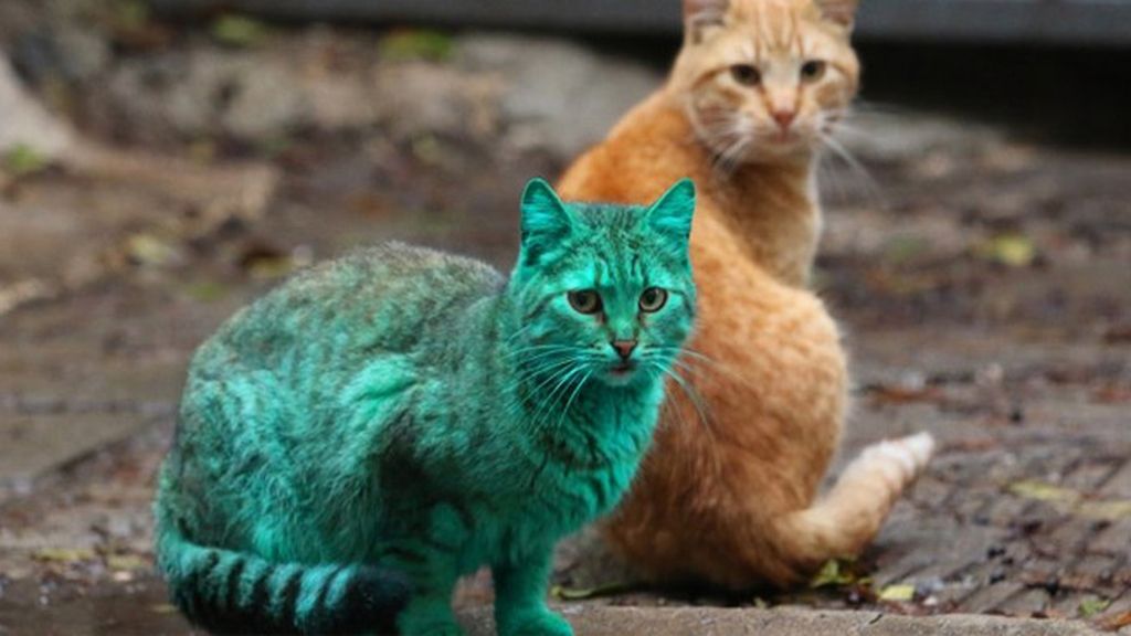 El misterioso gato verde