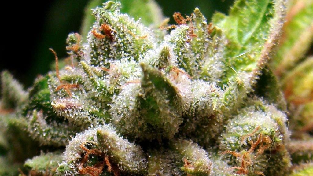 Marihuana, que descojone...