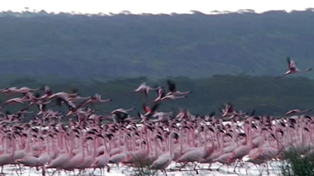 El vuelo de los flamencos