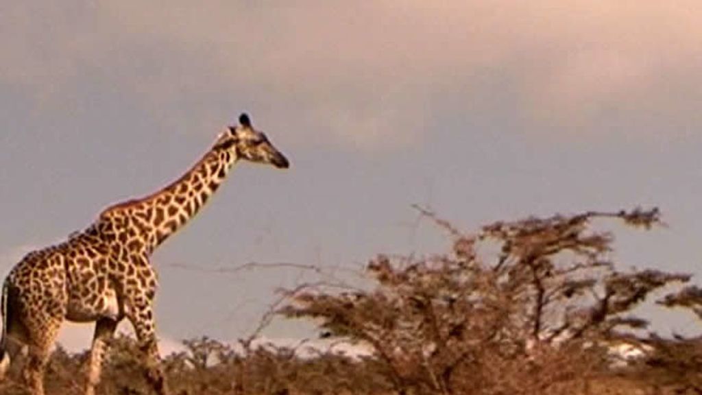 La jirafa es otro de los animales de los que se puede disfrutar en Tanzania