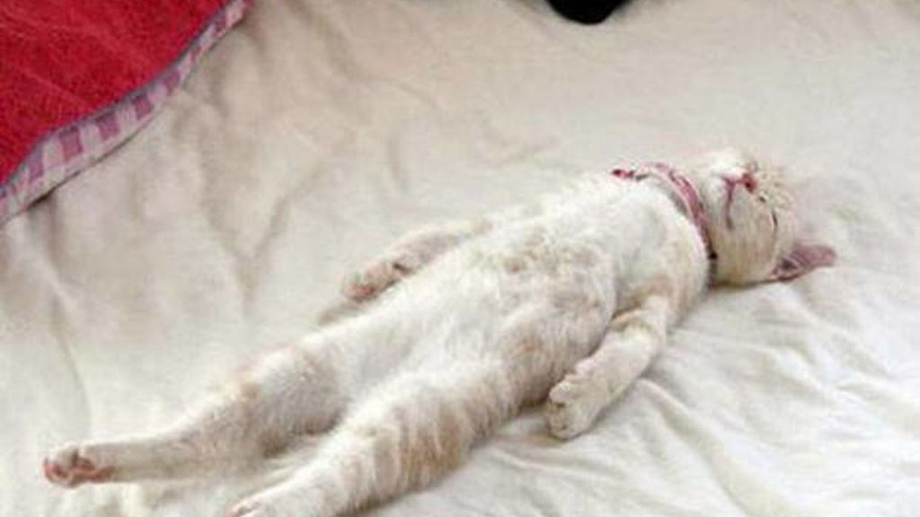 Cualquier lugar y momento es bueno para echar un sueño reparador