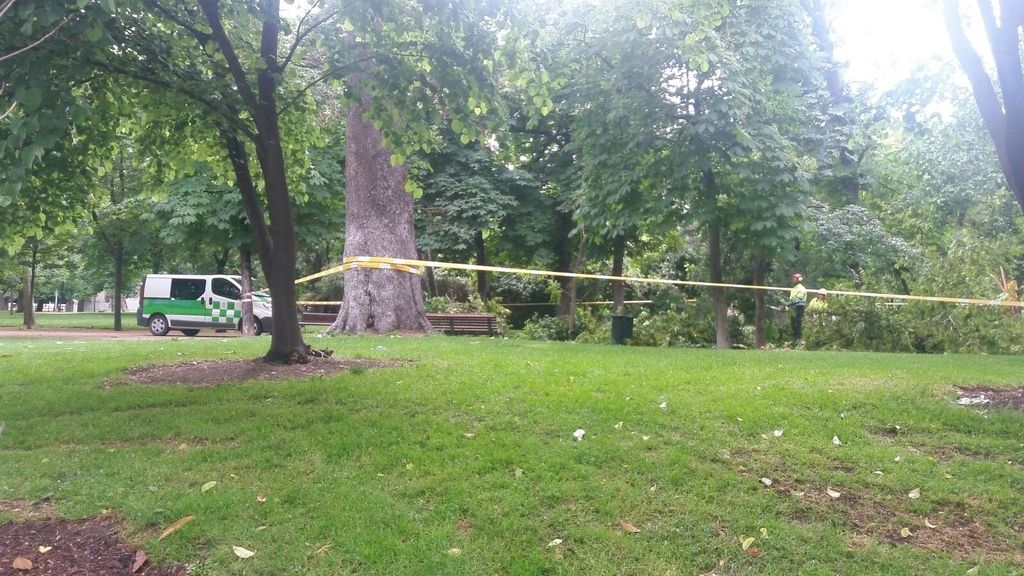 Árbol caído en El Retiro