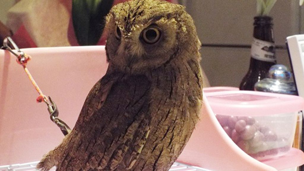 Extravagantes cafeterías de búhos y lechuzas en Japón