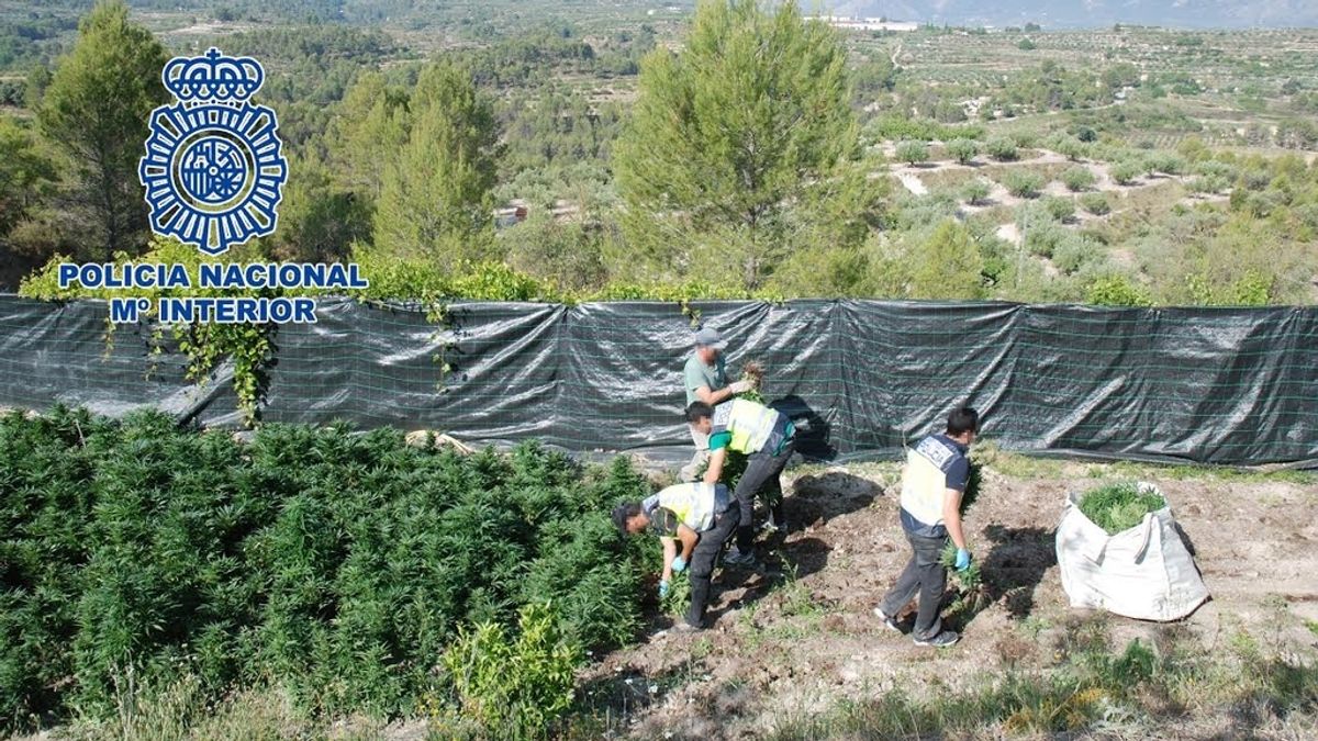 La Policía Nacional descubre una plantación de 3.143 plantas de marihuana en Alicante