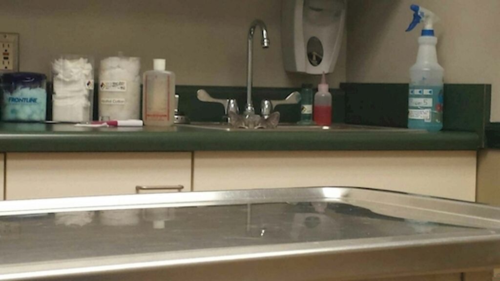 Visita al veterinario