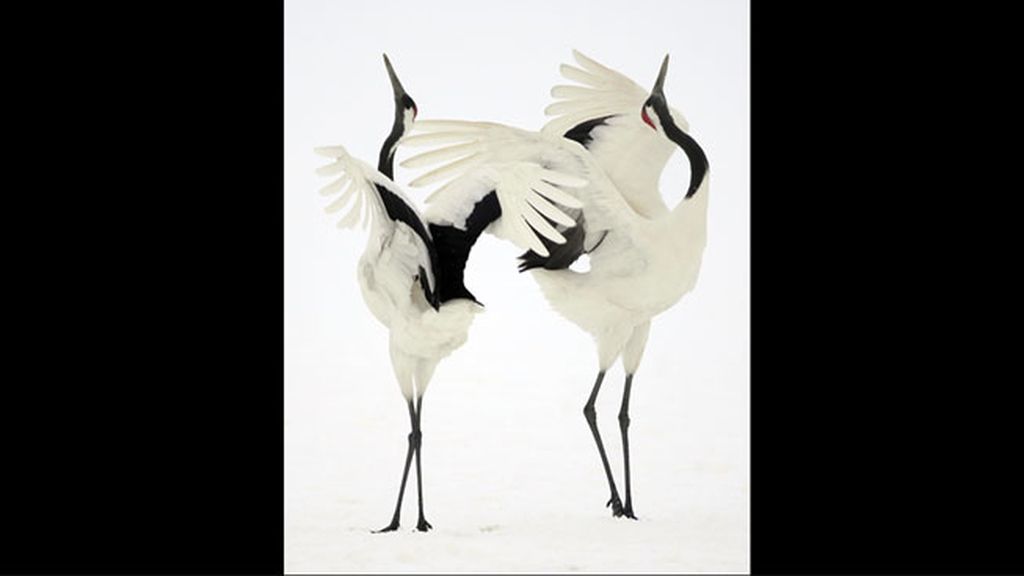 Ganador en la categoría 'Los pájaros y las abejas', por Simone Sbaraglia