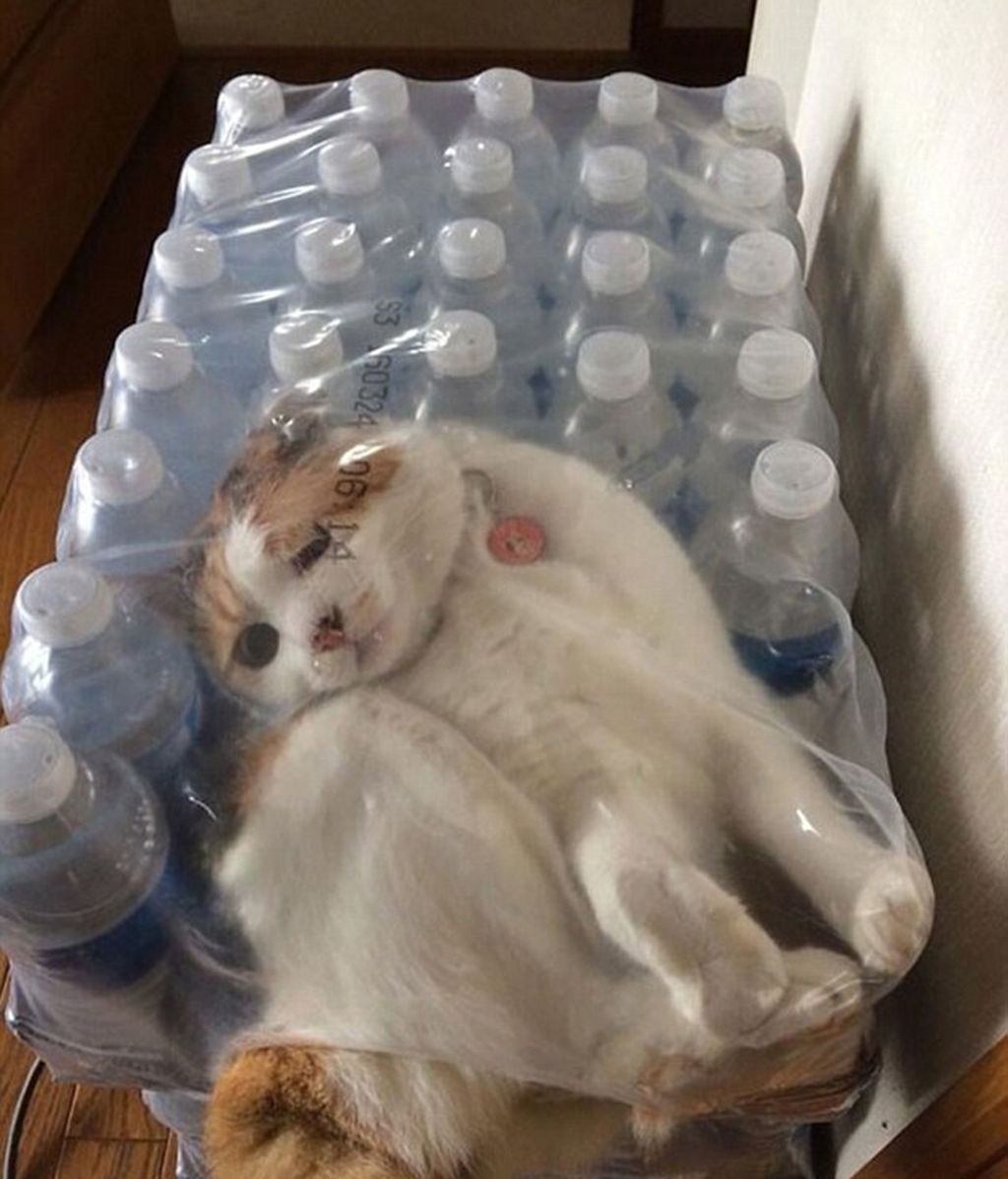 Un minino travieso acaba atrapado en una caja de plástico